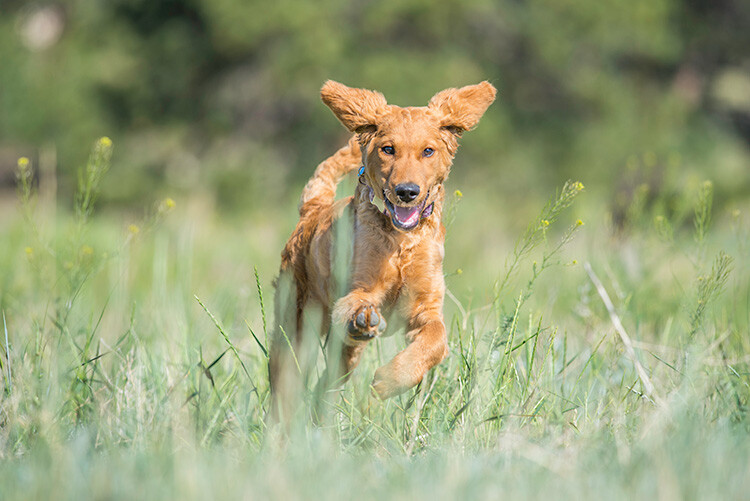 goldendoodlerunningingrass.jpg How to Take Better Action Photos of Dogs