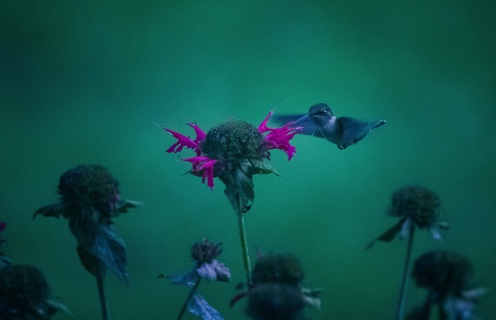 Mega article humingbird - The dPS Absolute Beginner&rsquo;s Guide to Photography