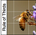 Rule-Of-Thirds-1