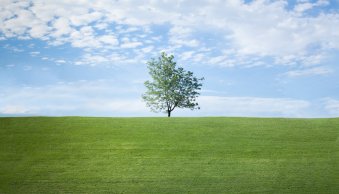 8 Tips for Beautiful Tree Photography